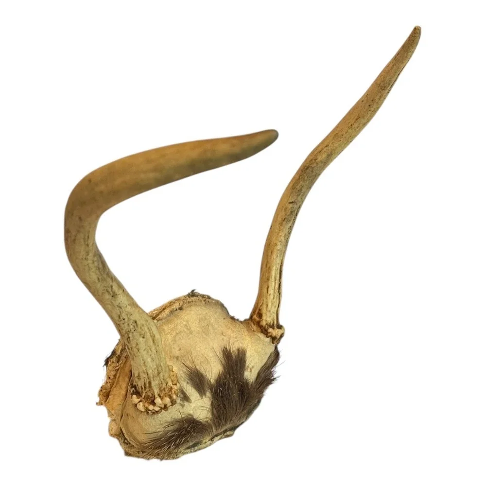 2 Point Deer Antlers Skull Plate Mount Taxidermy Hunting Cabin Decor Abt 8